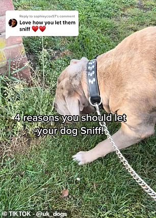 Spring scents overwhelm dogs, prompting experts to let them explore freely.