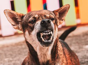 Spring scents overwhelm dogs, prompting experts to let them explore freely.