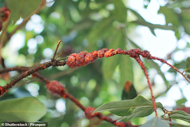 Wood in ice cream and maggots in tomato puree reveal shocking food additives.