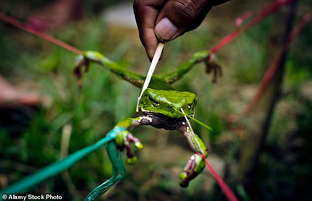 Experts warn against dangerous kambo detox trend after man dies.