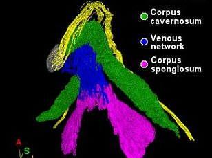 New Study Links Female Orgasm Primarily to Emotional Connection