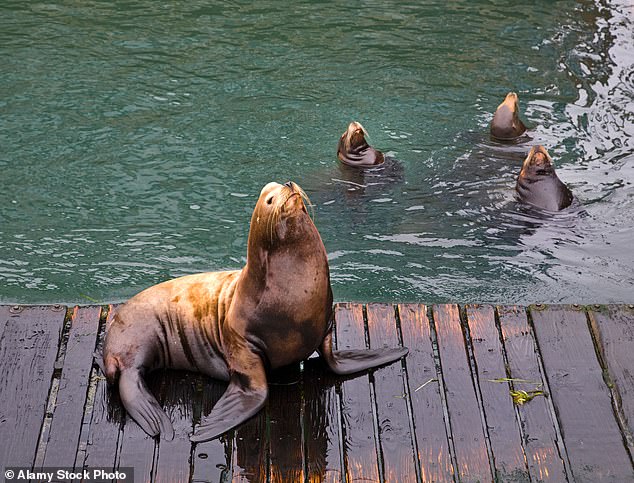 Pacific Northwest officials debate lethal sea lion removals to save salmon stocks.