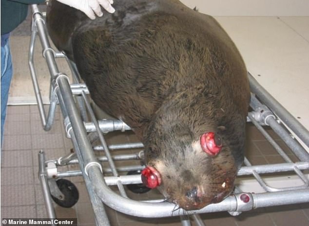 Pacific Northwest officials debate lethal sea lion removals to save salmon stocks.
