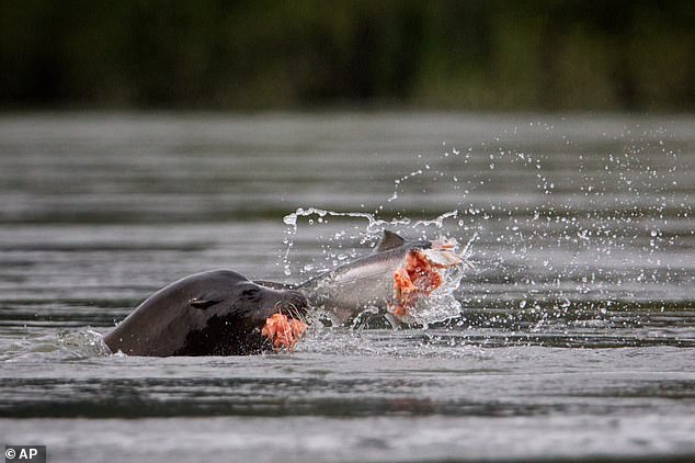 Pacific Northwest officials debate lethal sea lion removals to save salmon stocks.