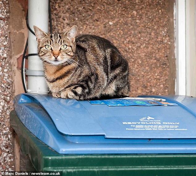 Bank worker Mary Bale haunted for decade after viral cat cruelty video.