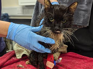 Bank worker Mary Bale haunted for decade after viral cat cruelty video.