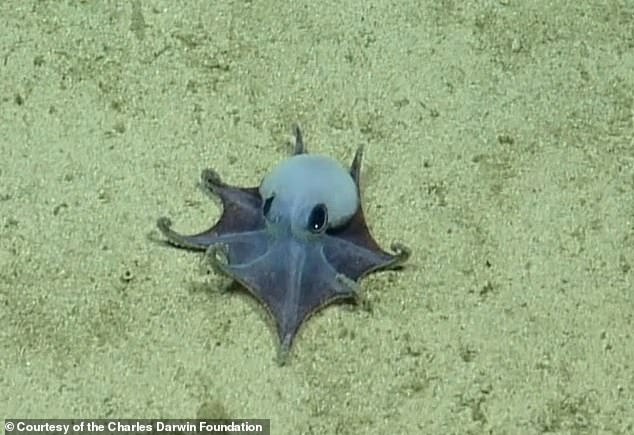New regulations help confirm Galápagos discovery of microscopic blue octopus.