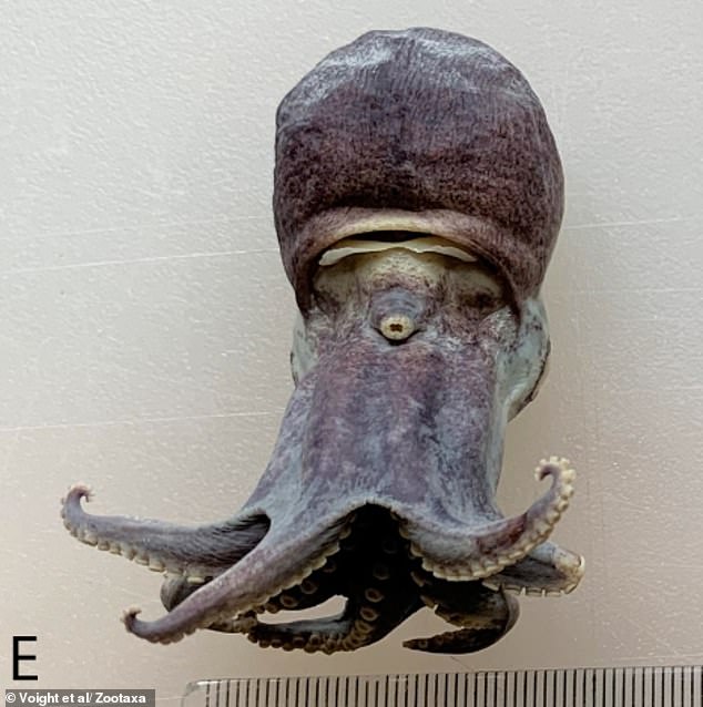 New regulations help confirm Galápagos discovery of microscopic blue octopus.