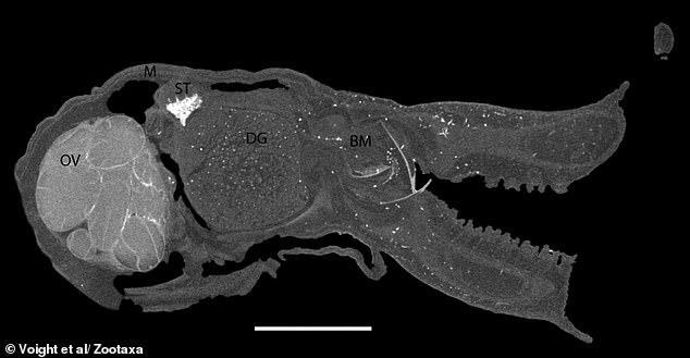 New regulations help confirm Galápagos discovery of microscopic blue octopus.