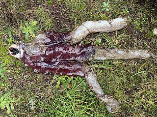 New regulations help confirm Galápagos discovery of microscopic blue octopus.