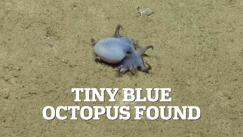 New regulations help confirm Galápagos discovery of microscopic blue octopus.