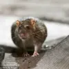 Global Warming Linked to Rising Rat Populations