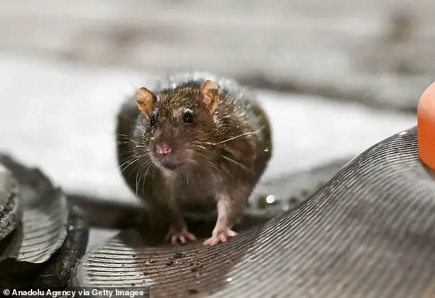 Global Warming Linked to Rising Rat Populations