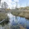 Beavers' Return: Transforming English Countryside with Nature's Engineering Marvels