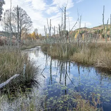 Beavers' Return: Transforming English Countryside with Nature's Engineering Marvels