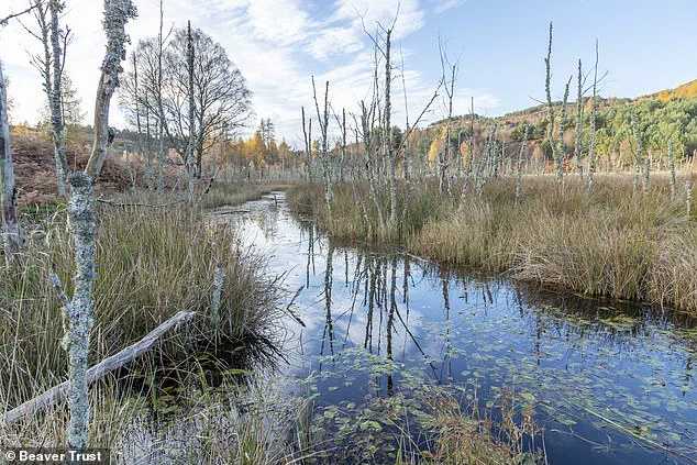 Beavers' Return: Transforming English Countryside with Nature's Engineering Marvels