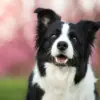 Keeping Your Dog Happy and Healthy This Winter