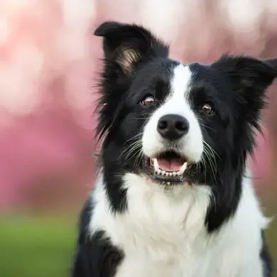 Keeping Your Dog Happy and Healthy This Winter