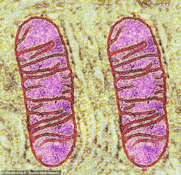New Era of Doping: Undetectable Mitochondrial Transplantation Threatens Sports Integrity