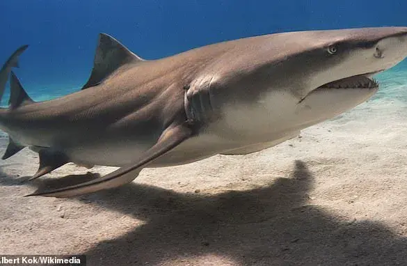 New Study Suggests Megalodon Was Larger Than Previously Thought