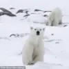 Rare Footage Reveals Polar Bear Cubs Emerging From Den in Arctic Mystery Unveiled
