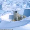 Rare Footage Reveals Polar Bear Cubs Emerging From Den in Arctic Mystery Unveiled