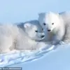 Rare Footage Reveals Polar Bear Cubs Emerging From Den in Arctic Mystery Unveiled