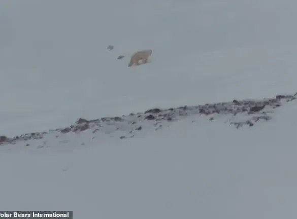 Rare Footage Reveals Polar Bear Cubs Emerging From Den in Arctic Mystery Unveiled