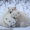 Rare Footage Reveals Polar Bear Cubs Emerging From Den in Arctic Mystery Unveiled