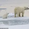 Rare Footage Reveals Polar Bear Cubs Emerging From Den in Arctic Mystery Unveiled