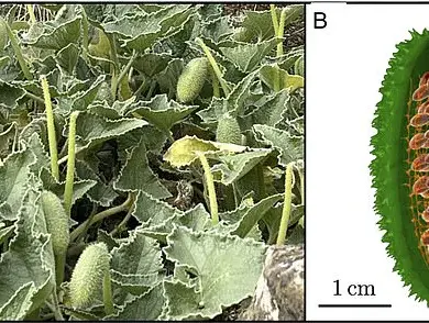 The Squirting Cucumber: Unveiling Nature's Wonder