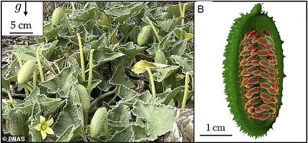 The Squirting Cucumber: Unveiling Nature's Wonder