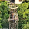 Unveiling Bennett's Tree Kangaroos: Thermal Drone Study Offers Conservation Glimpse