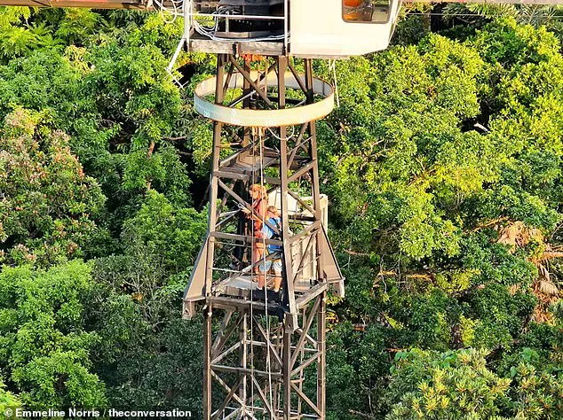 Unveiling Bennett's Tree Kangaroos: Thermal Drone Study Offers Conservation Glimpse