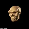 Unveiling the Face of a Long-Lost Human Ancestor: Dragon Man