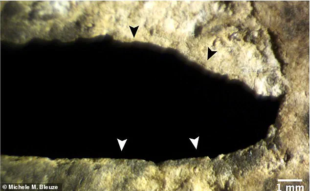 Archaeological Discovery in Guatemala's 'Blood Cave' Reveals Insights into Ancient Maya Ritual Practices