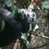 Chimpanzees in Uganda Display Remarkable First Aid Behavior in New Study