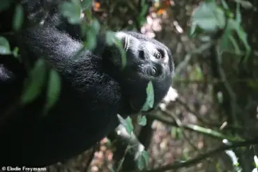 Chimpanzees in Uganda Display Remarkable First Aid Behavior in New Study