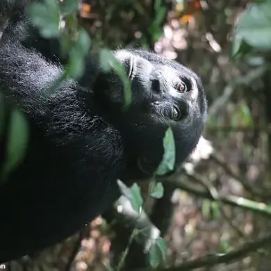 Chimpanzees in Uganda Display Remarkable First Aid Behavior in New Study