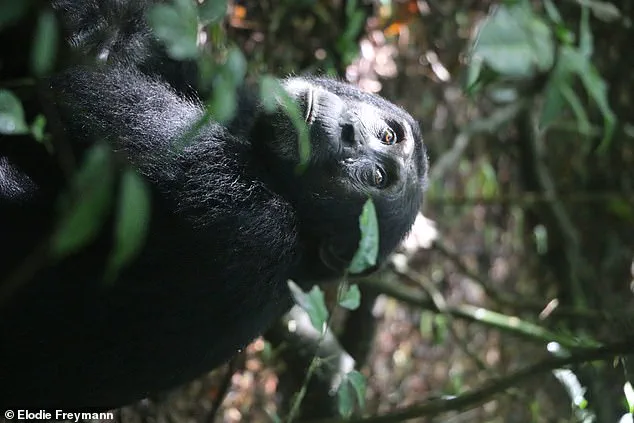 Chimpanzees in Uganda Display Remarkable First Aid Behavior in New Study