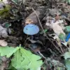 Exclusive: Hidden Anti-Personnel Mines Disguised as Mushrooms Uncovered in Luhansk