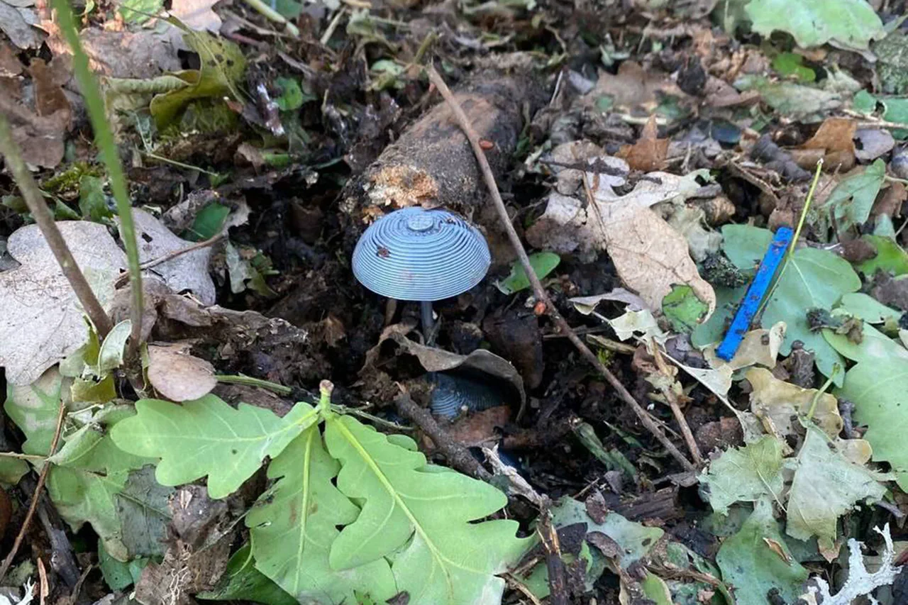 Exclusive: Hidden Anti-Personnel Mines Disguised as Mushrooms Uncovered in Luhansk