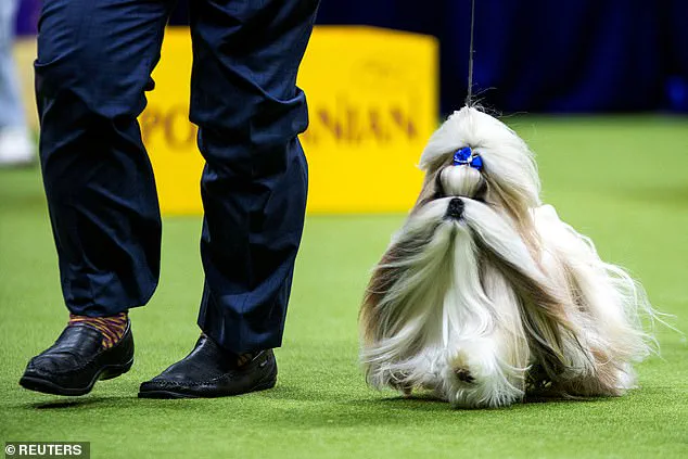 Flat-Faced Pet Breeding: Adorable Looks Mask Severe Health Issues