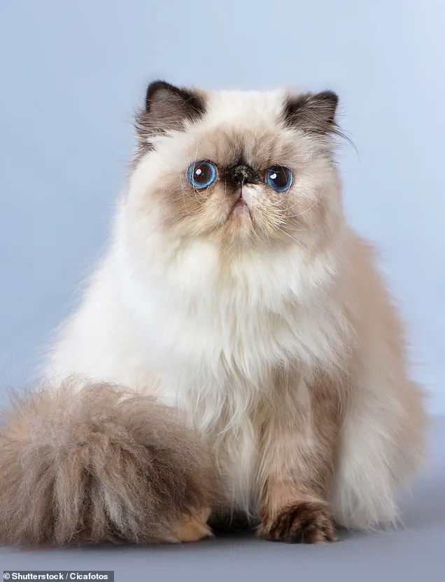 Flat-Faced Pet Breeding: Adorable Looks Mask Severe Health Issues