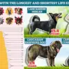 Flat-Faced Pet Breeding: Adorable Looks Mask Severe Health Issues