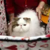 Flat-Faced Pet Breeding: Adorable Looks Mask Severe Health Issues