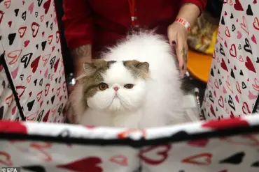 Flat-Faced Pet Breeding: Adorable Looks Mask Severe Health Issues