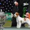 Jack Russell Terriers Capture Hearts of Royal Family and Public, Kennel Club Reports 75% Rise in Registrations