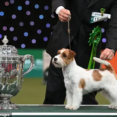 Jack Russell Terriers Capture Hearts of Royal Family and Public, Kennel Club Reports 75% Rise in Registrations