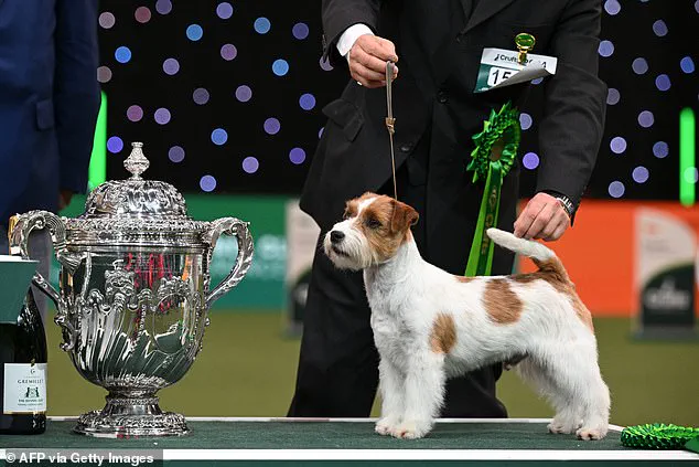 Jack Russell Terriers Capture Hearts of Royal Family and Public, Kennel Club Reports 75% Rise in Registrations